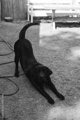 Black dog