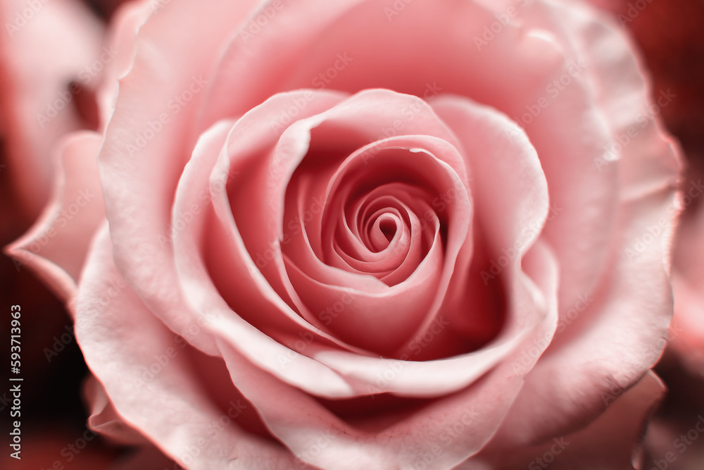 Eine Rose, Makro. Eine Rose, Makro.
