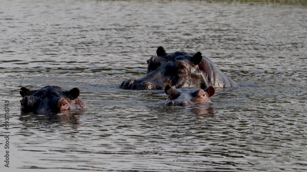 Fototapeta premium Hippopotamus in water