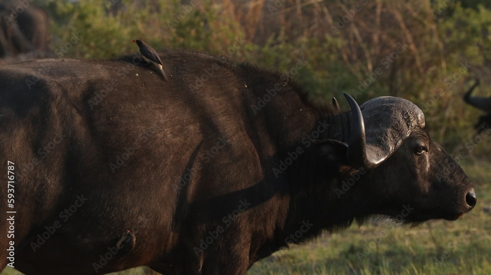 Obraz premium buffalo in the wild