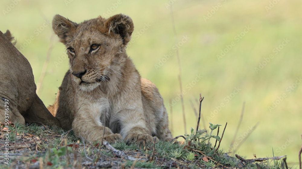 Fototapeta premium lion cub in the savannah