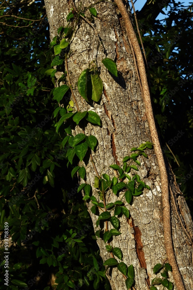 Obraz premium lizard on a tree