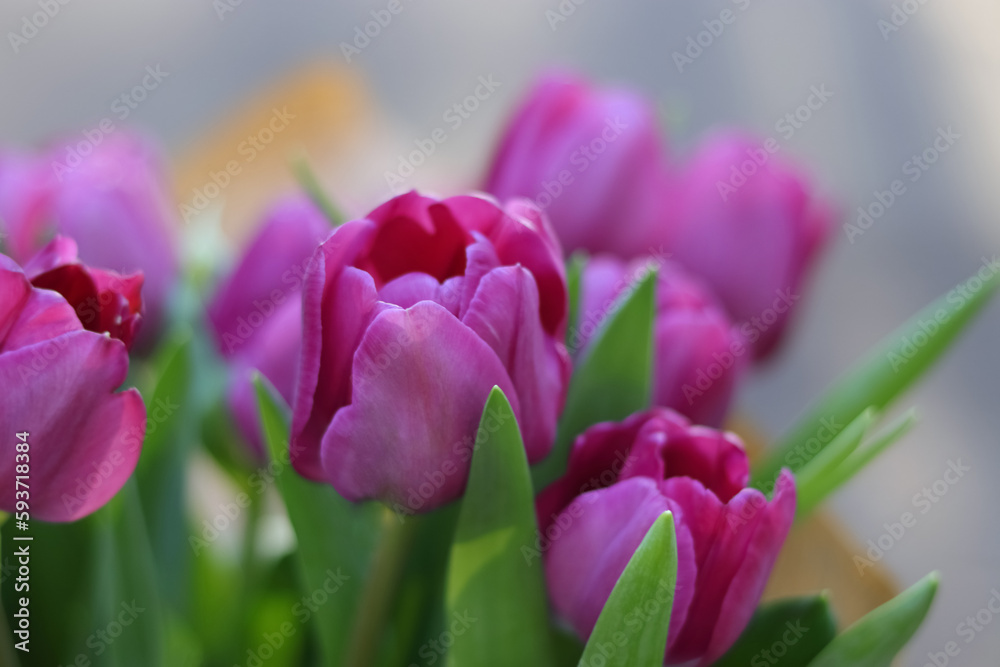 Fototapeta premium Purple tulips on natural background. Spring violet tulip flowers. Easter Mothers day or Valentine's day greeting card. Bunch of tulips. Birthday celebration concept. Tulip petals. Beautiful bouquet 