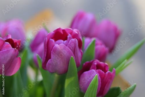 Purple tulips on natural background. Spring violet tulip flowers. Easter Mothers day or Valentine s day greeting card. Bunch of tulips. Birthday celebration concept. Tulip petals. Beautiful bouquet 