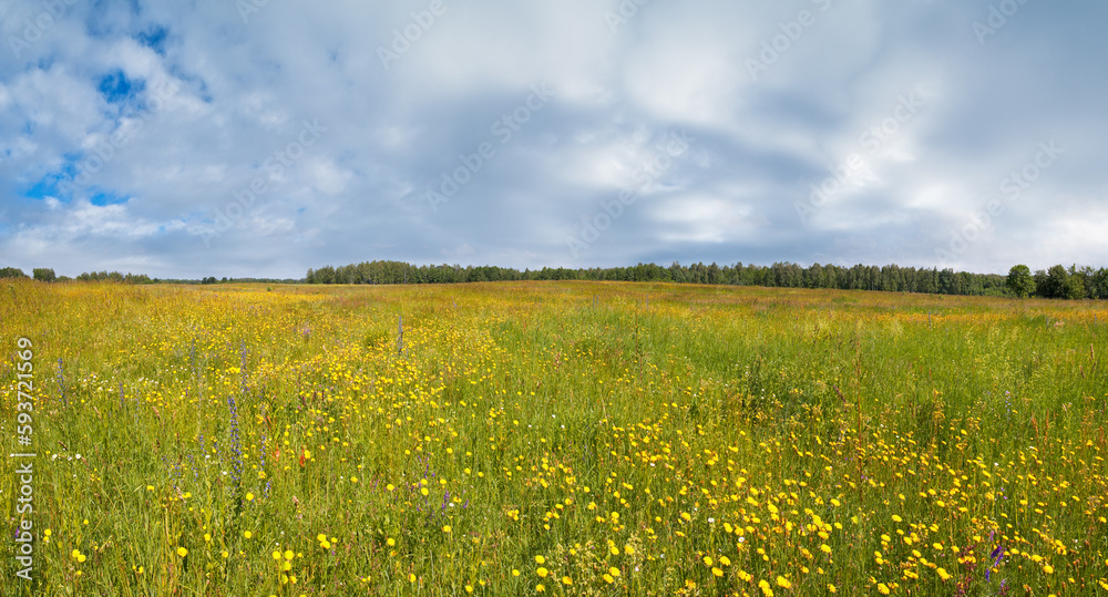 Summer meadow with blossoming wildflowers.