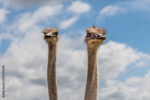 A pair of ostriches