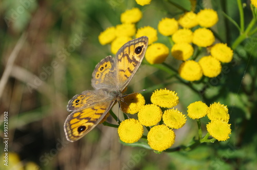 butterfly on yellow flower