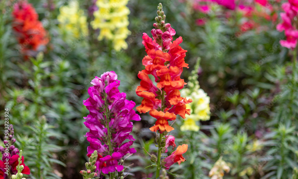 Obraz premium Photography of beautiful plants in the garden.