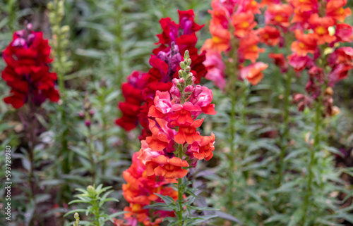 Photography of beautiful plants in the garden.  © marcianelsis