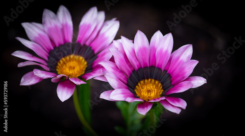 Photography of beautiful plants in the garden. 