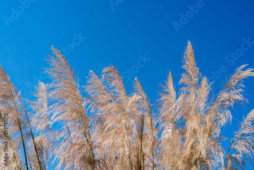 Beautiful miscanthus, fluffy ears of grass or flowers of sugar spontaneum in the sunlight close-up against the blue sky, authentic beauty and sustainable development of nature, ecological well-being
