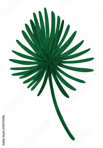 Palm leaf clipart. Tropical floral doodle. Cartoon vector botany illustration. Contemporary style drawing isolated on white.