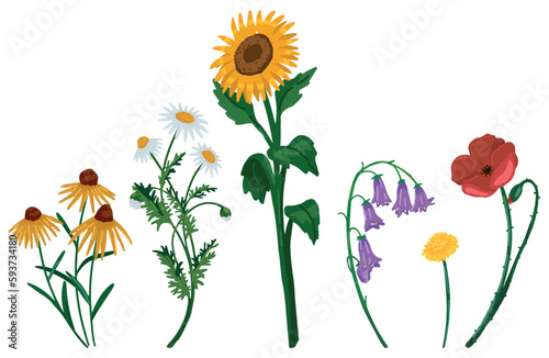 Wild flowers doodles collection. Set of sunflower, coneflower, chamomile, poppy, bluebells, dandelion. Cartoon vector illustrations. Colored cliparts isolated on white.
