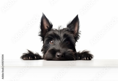 Adorable Scottish Terrier Puppy Peeking Out from Behind White Table with Copy Space, Isolated on White Background. Generative AI. photo