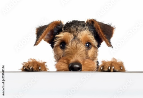 Adorable Welsh Terrier Puppy Peeking Out from Behind White Table with Copy Space, Isolated on White Background. Generative AI.
