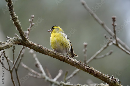 yellow backed shrike © Pavel