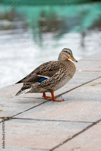 duck next to the lake