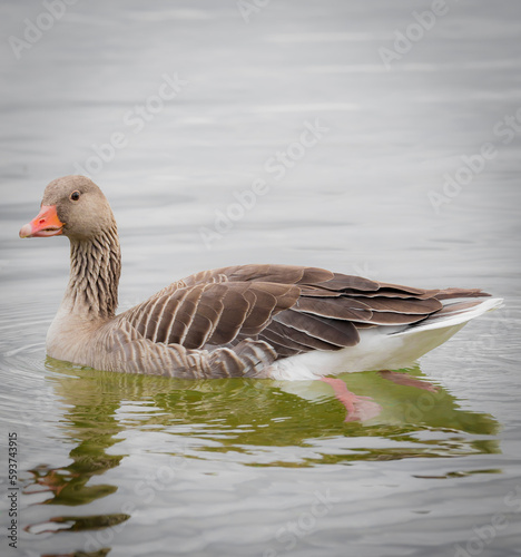 duck swimming in al lake