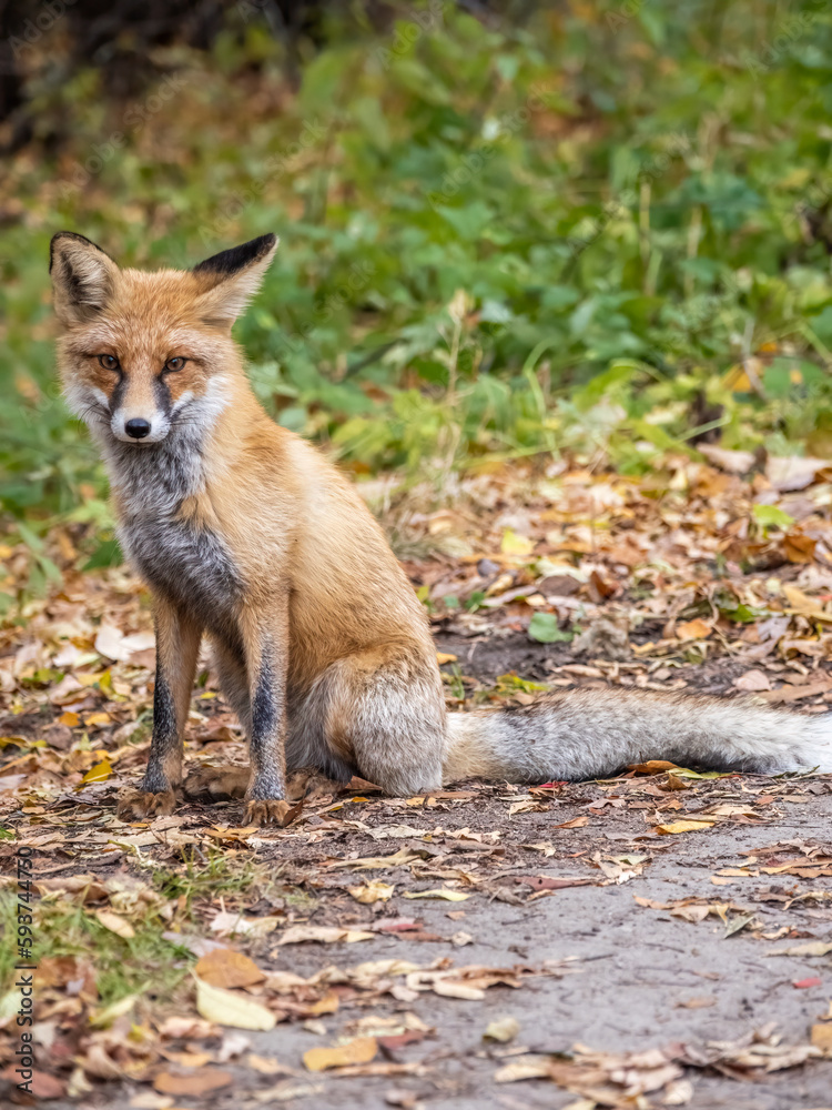 Close up of a red fox Vulpes vulpes, sitting on a path in the forest. Close up of a red fox Vulpes vulpes, sitting on a path in the forest.