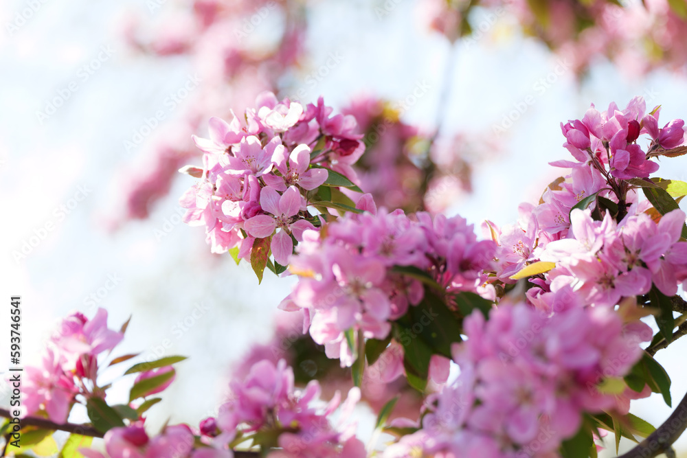 Pink Blossoms on Tree Branches and Blue Sky in Regent's Park in London in Spring Pink Blossoms on Tree Branches and Blue Sky in Regent's Park in London in Spring