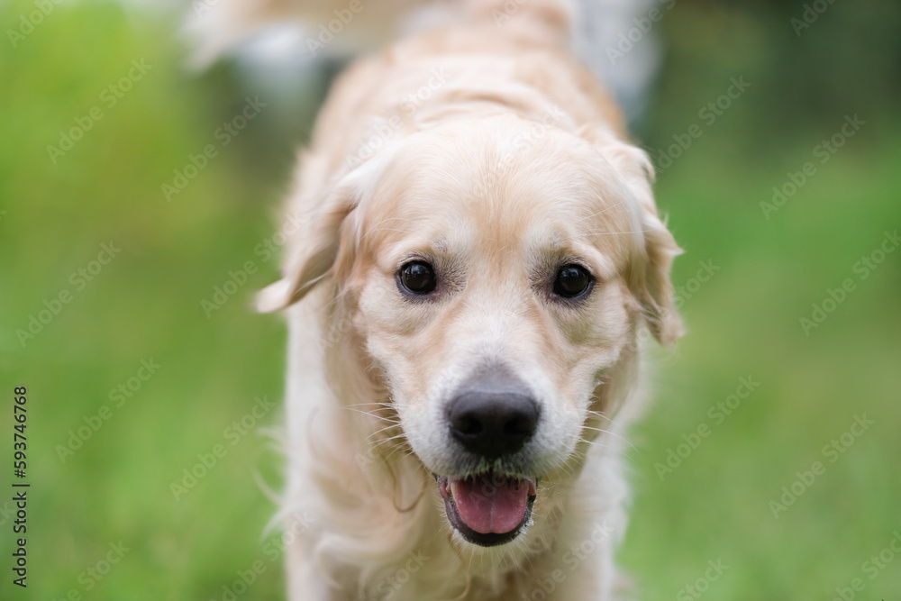 Portrait of a golden retriever on green grass in summer. Happy dog running in a clearing in the woods in the warm season Portrait of a golden retriever on green grass in summer. Happy dog running in a clearing in the woods in the warm season