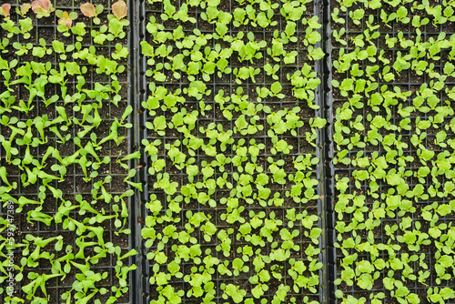 Seedlings in plastic seedbeds photo
