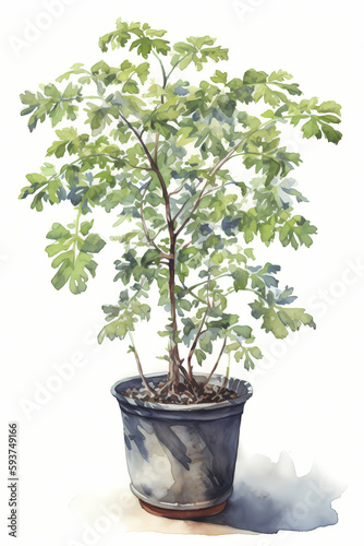 Botanical Watercolor Illustration of Ash in Pot. Generative AI