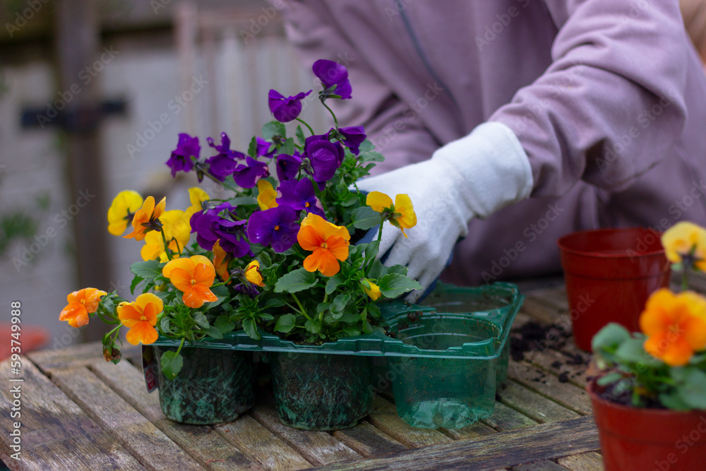 preparation for transplanting violet flower in the garden. planting, gardening