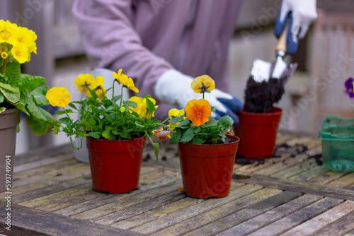 yellow Viola flowers, transplanted into new pot, are on the table. planting, gardening
