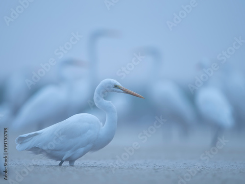 Great egret, Ardea alba, flock of white birds