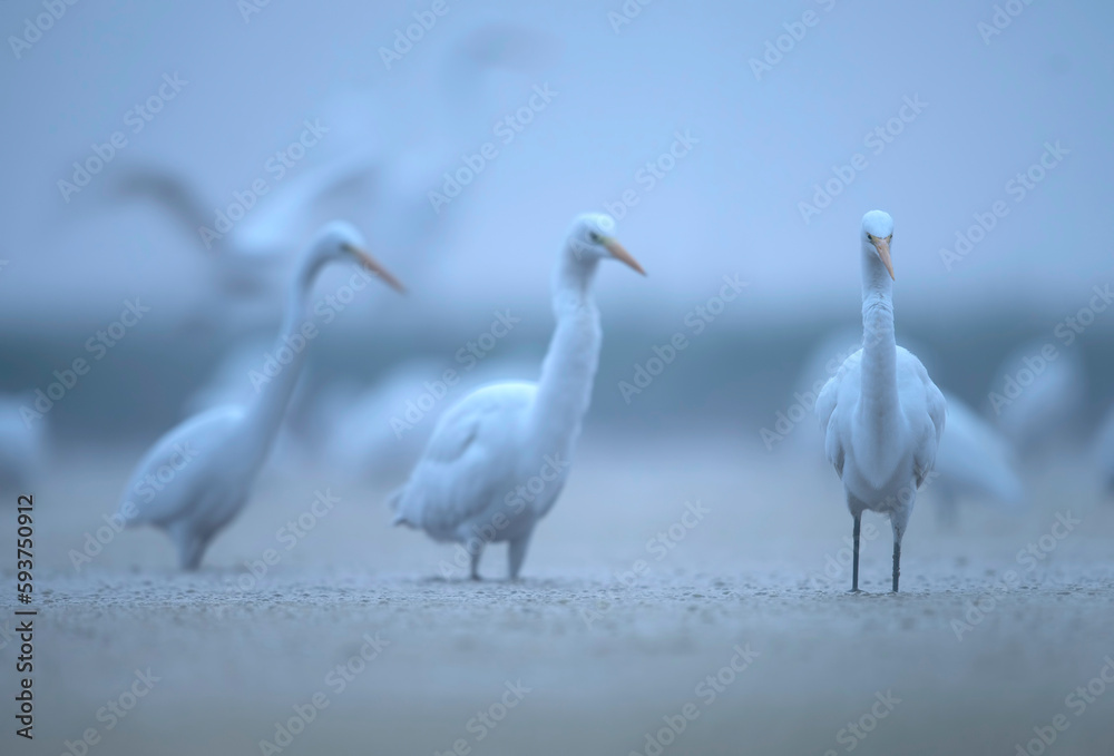 Flock of Egrets in misty morning