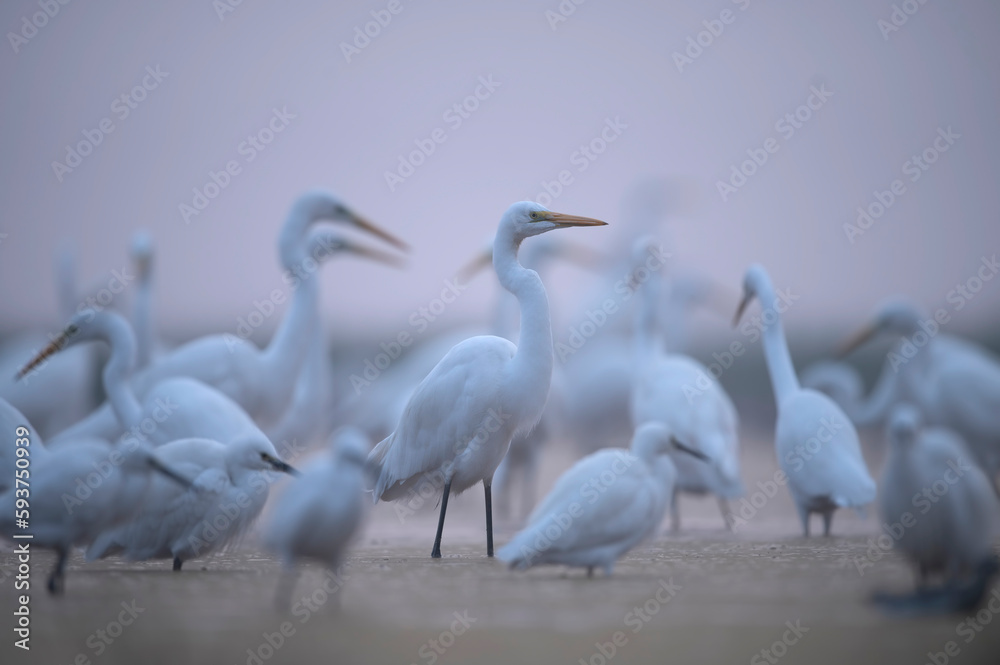Flock of  egrets (Ardea alba) in natural habitat