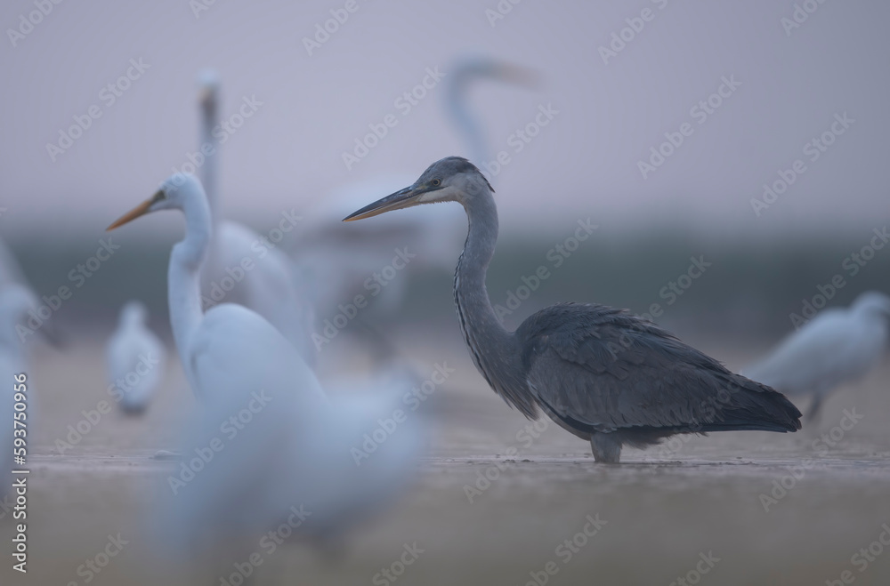 Flock of Birds in Misty morning Flock of Birds in Misty morning