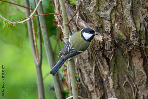 great tit