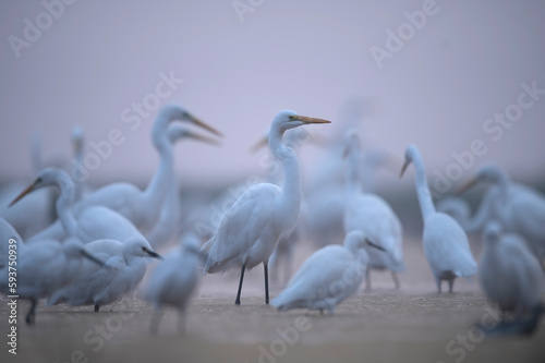 Flock of egrets (Ardea alba) in natural habitat