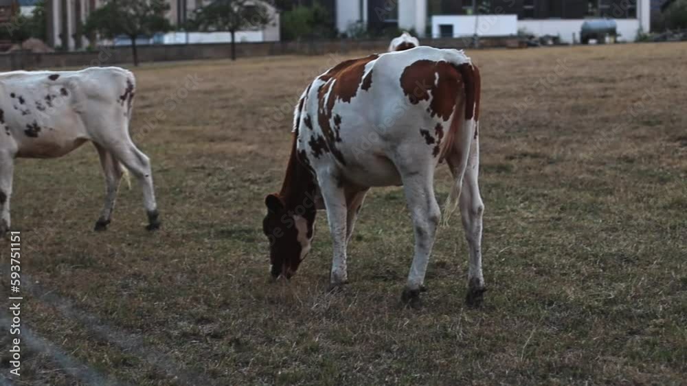Spotted cows from the back peacefully graze free-range and graze the grass in the field at the farm in the evening sunset, side view close-up in slow motion. Spotted cows from the back peacefully graze free-range and graze the grass in the field at the farm in the evening sunset, side view close-up in slow motion.