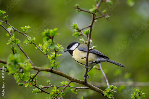 great tit