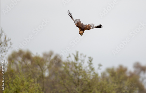 marsh harrier
