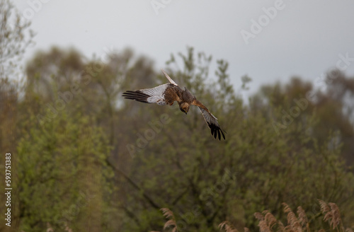 marsh harrier