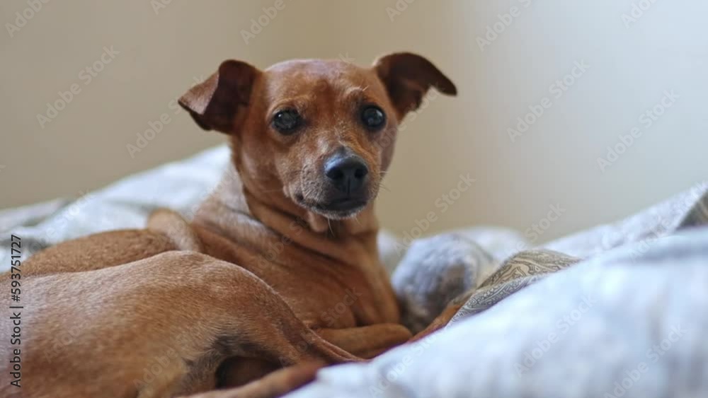 A beautiful purebred miniature pinscher lies on a bed in a blanket curled up and looks at the camera, close-up view from below in slow motion with depth of field. Pets lifestyle concept. A beautiful purebred miniature pinscher lies on a bed in a blanket curled up and looks at the camera, close-up view from below in slow motion with depth of field. Pets lifestyle concept.