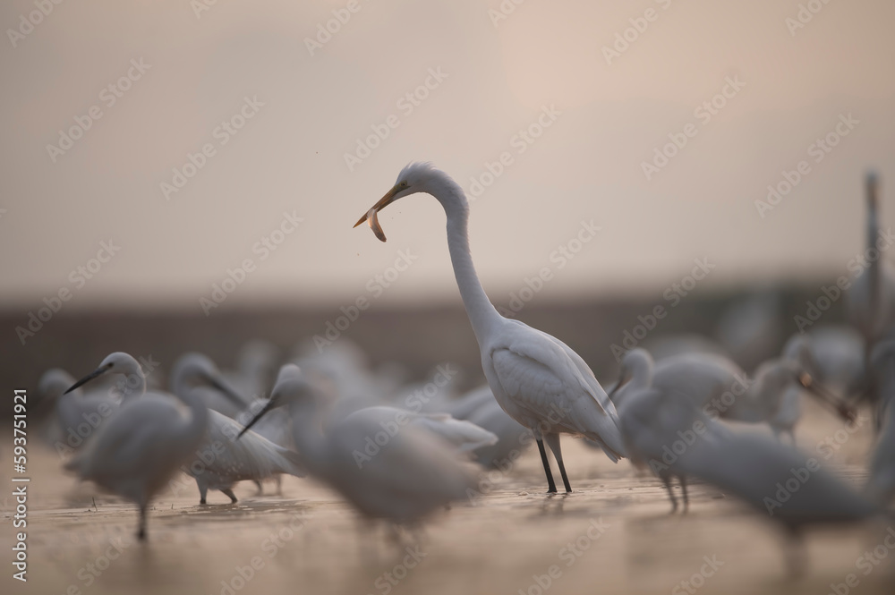 Flock of Birds Fishing in morning Flock of Birds Fishing in morning