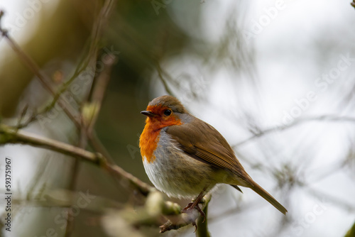 robin on branch