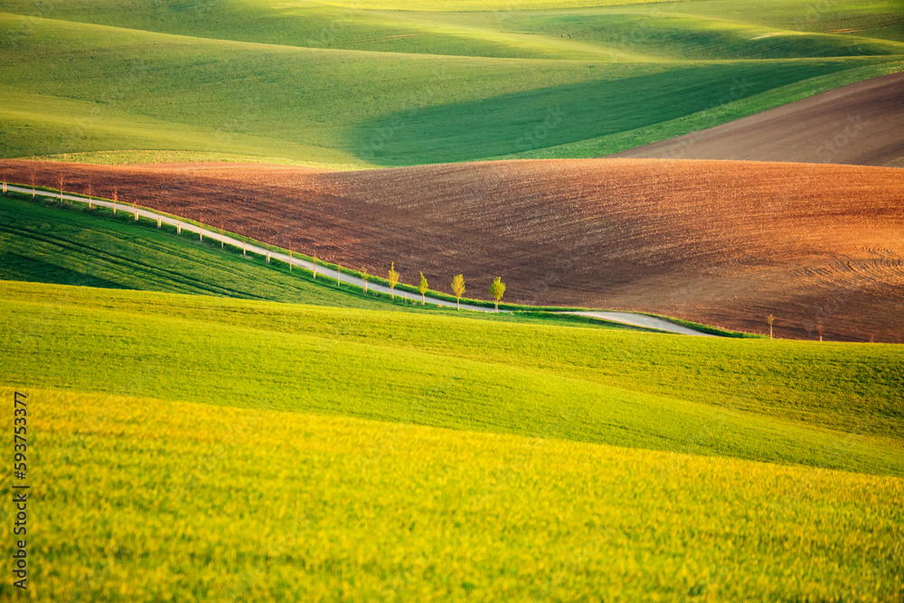 Hilly relief of the earth's surface of fresh winter wheat. South Moravia region, Czech Republic, Europe.