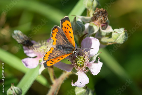 Small Copper butterfly on bramble flowers