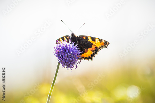 Small Tortoiseshell butterfly posed on Devil's-bit scabious