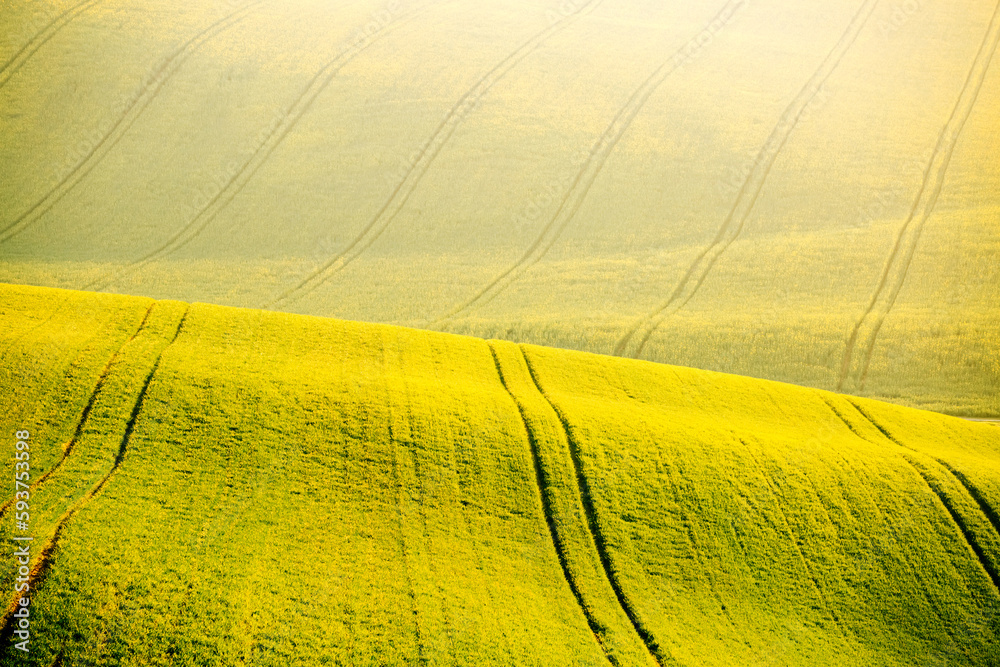 Hilly relief of the earth's surface of fresh winter wheat. South Moravia region, Czech Republic, Europe. Hilly relief of the earth's surface of fresh winter wheat. South Moravia region, Czech Republic, Europe.