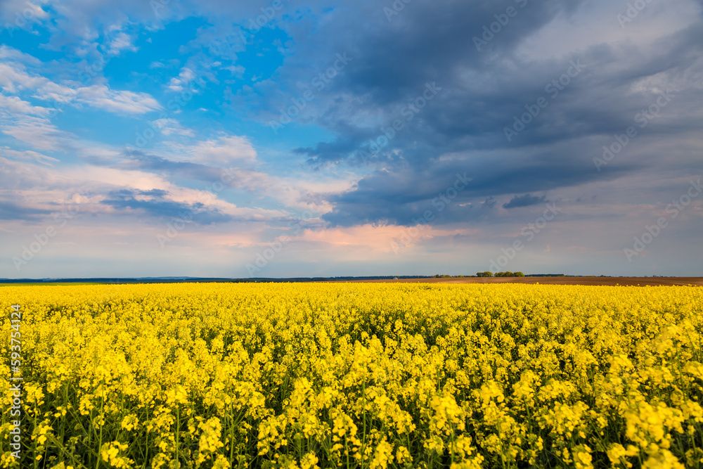 Obraz premium Splendid yellow canola field and blue sky on a sunny day.