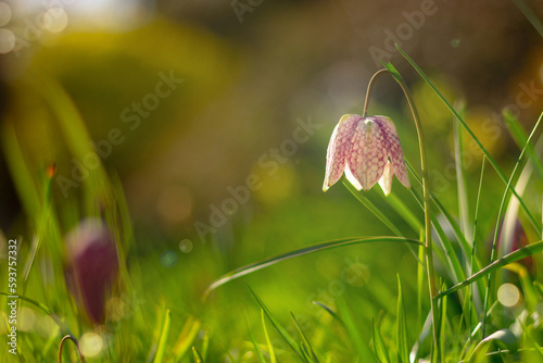 blooming spring flowers in botanical garden. one purple and white snakes head fritillary