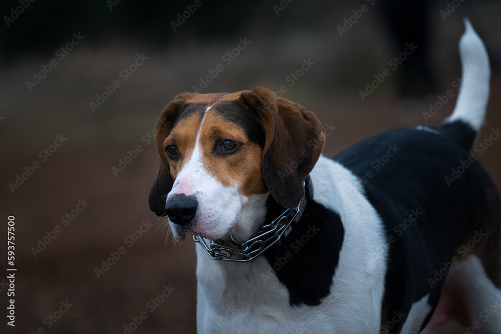 2022-01-25 A TRI COLORED HUNTING DOG WITH NICE EYES STARING WEARING A CHAIN COLLAR AND A BLURRY BACKGROUND