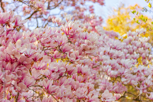 beautiful lush blooming magnolia tree with pink flowers in park